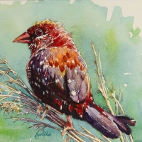 4. The Red Bird 9''x12'' watercolor.jpg