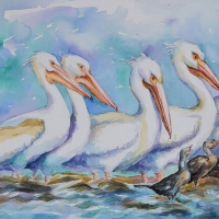 9. White Pelicans, Crystal River, Florida  20''x14'' watercolor